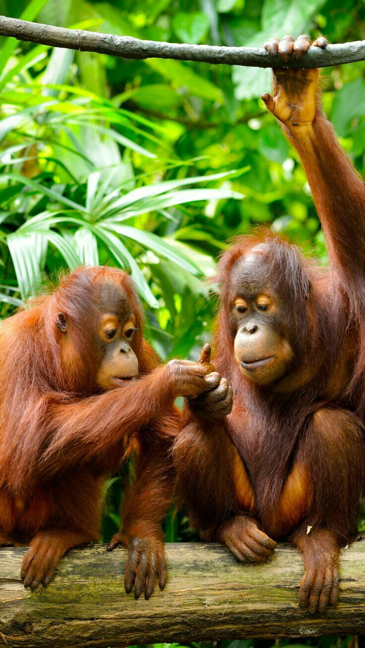 Sumatra, “The Wild Heart of the Archipelago””